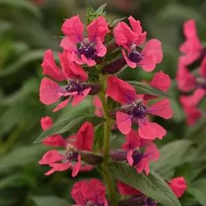 Sweet Talk™ Deep Pink Cuphea, Cuphea procumbens 'Sweet Talk™ Deep Pink'